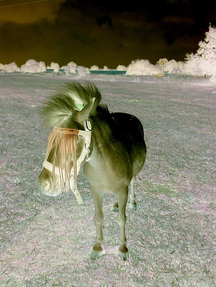 Anden særlig race Bonanza / Fræk af delle xD - sjovt Billede :D billede 12