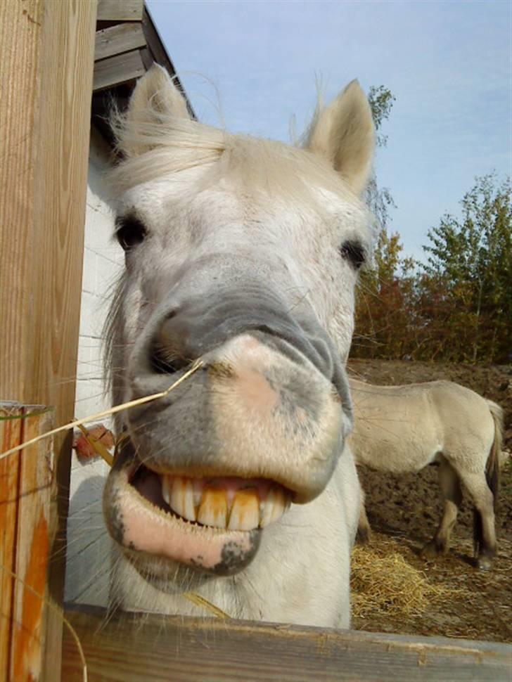 Anden særlig race Spot - R.I.P Dejling billede 1