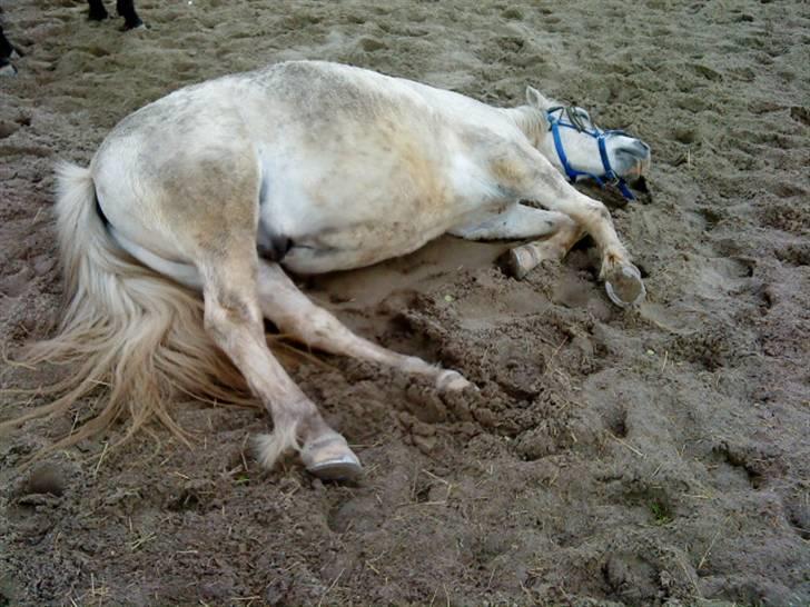 Anden særlig race Spot - R.I.P billede 2