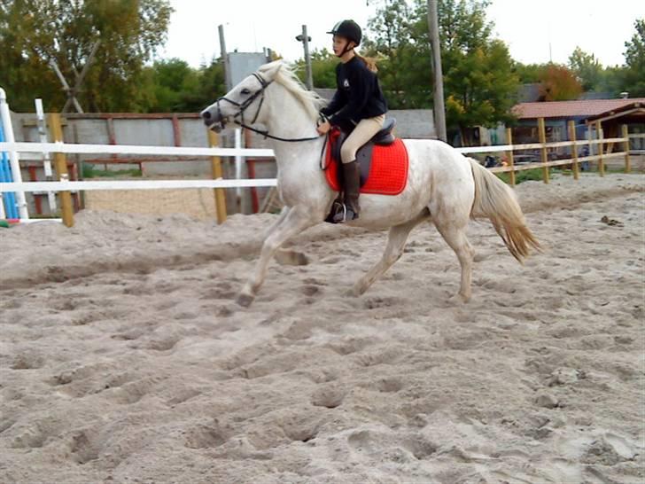 Anden særlig race Spot - R.I.P billede 3