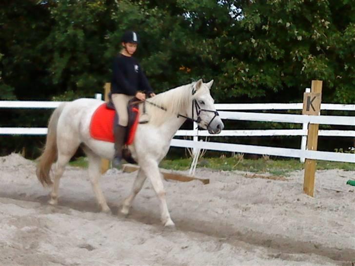 Anden særlig race Spot - R.I.P billede 4