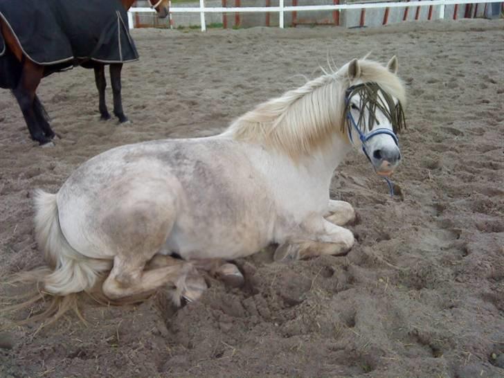 Anden særlig race Spot - R.I.P du vil altid være i mit hjerte.. billede 5