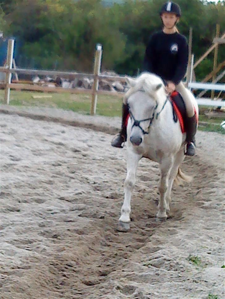 Anden særlig race Spot - R.I.P billede 6