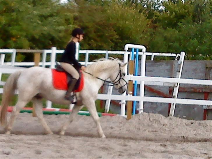 Anden særlig race Spot - R.I.P billede 7