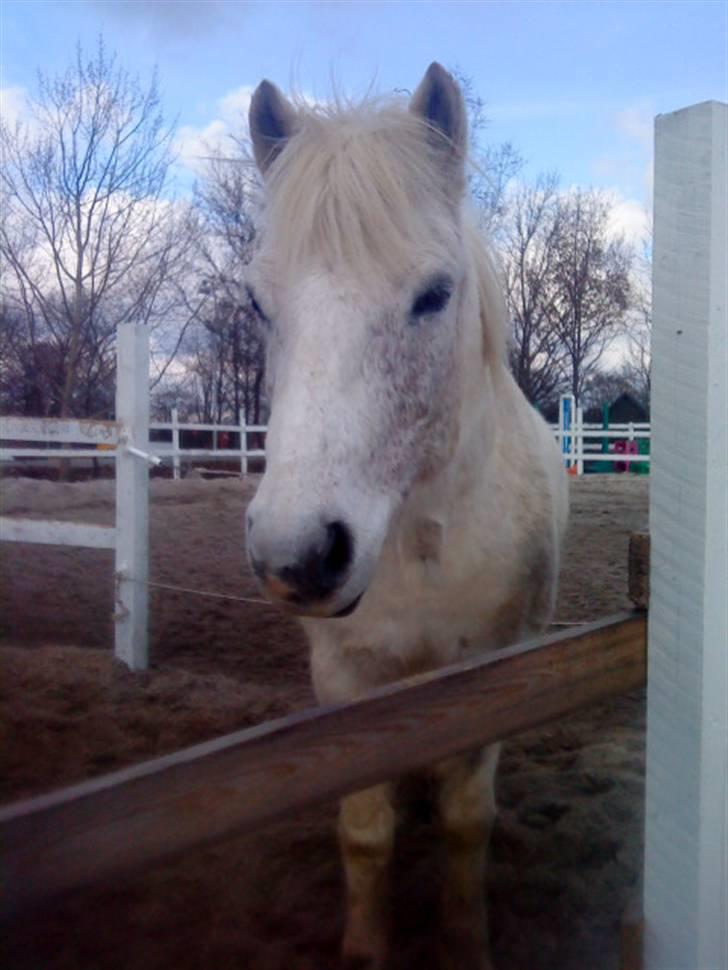 Anden særlig race Spot - R.I.P will miss you billede 10