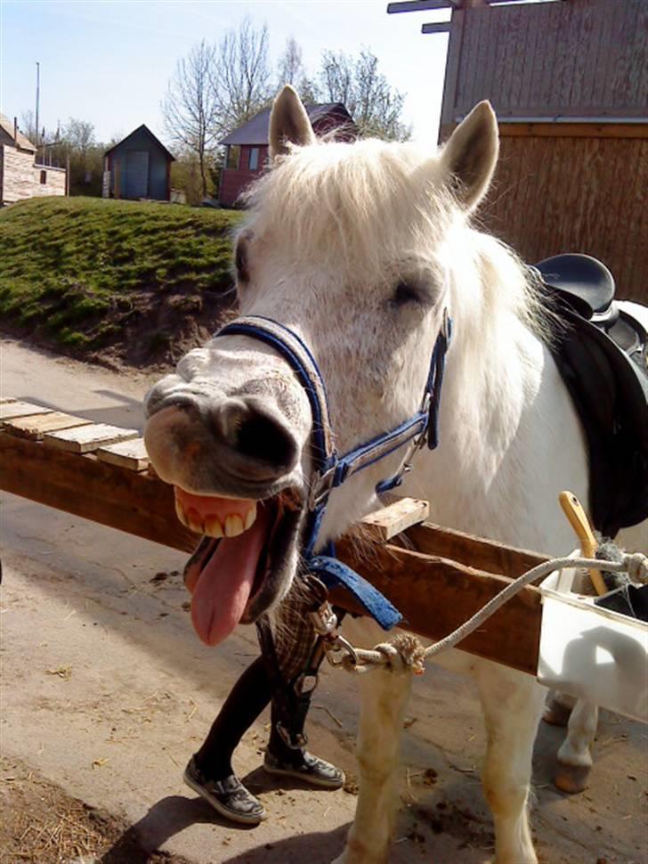 Anden særlig race Spot - R.I.P billede 11