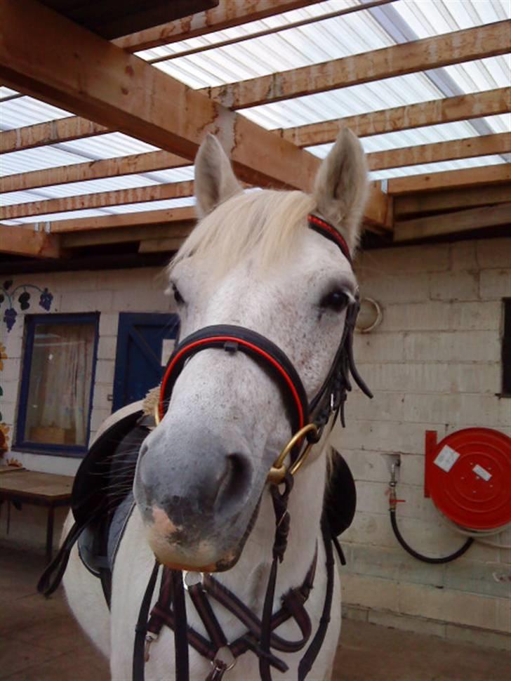 Anden særlig race Spot - R.I.P billede 12