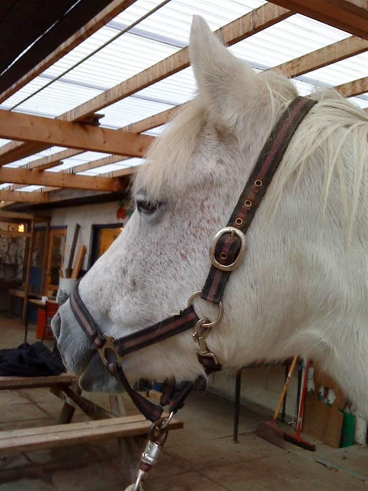 Anden særlig race Spot - R.I.P billede 13