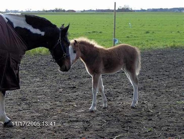 Welsh Pony (sec B) Allégaardens Finess SOLGT - Finess som lille purk ;D billede 3