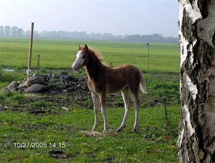 Welsh Pony (sec B) Allégaardens Finess SOLGT - Finess igen ;D billede 4