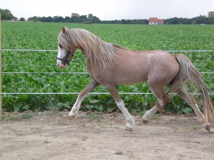 Welsh Pony (sec B) Allégaardens Finess SOLGT - Hun går smukt billede 5