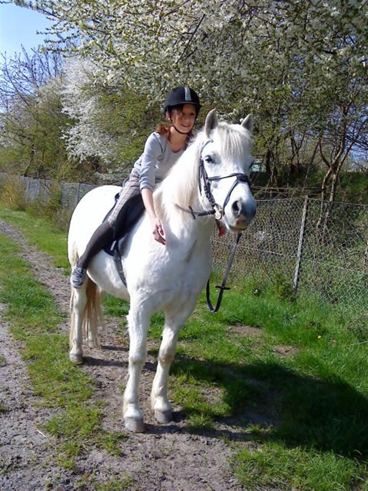 Anden særlig race Spot - R.I.P spot billede 14