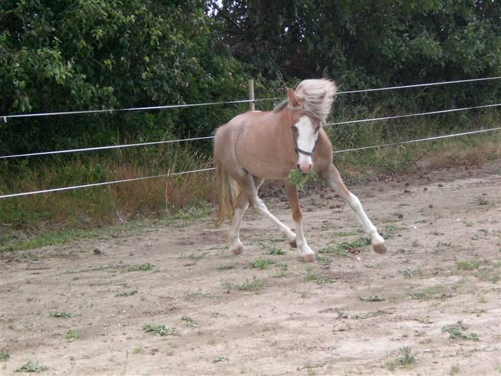 Welsh Pony (sec B) Allégaardens Finess SOLGT - Ja, spadsere, det kan hun! billede 6