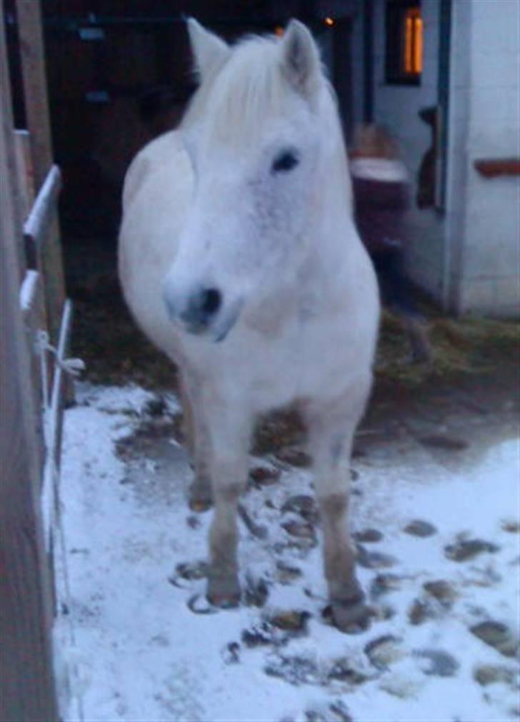 Anden særlig race Spot - R.I.P engel billede 16