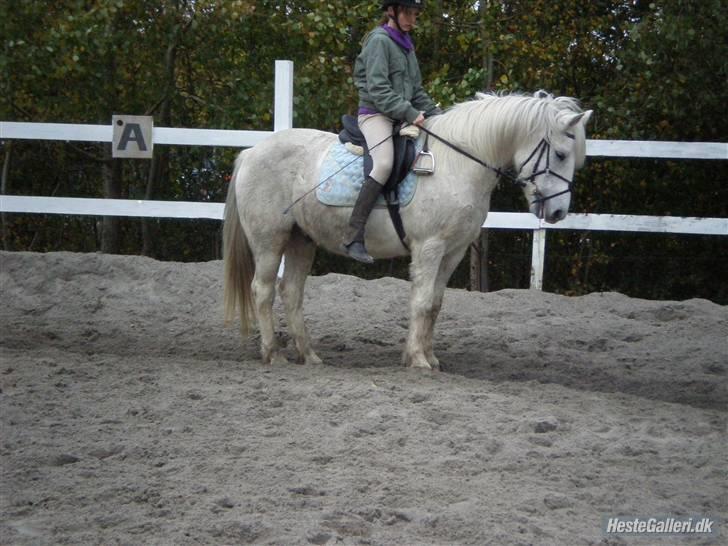 Anden særlig race Spot - R.I.P billede 17