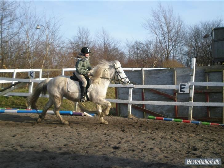 Anden særlig race Spot - R.I.P billede 18