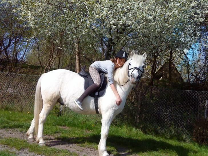 Anden særlig race Spot - R.I.P elskede billede 19