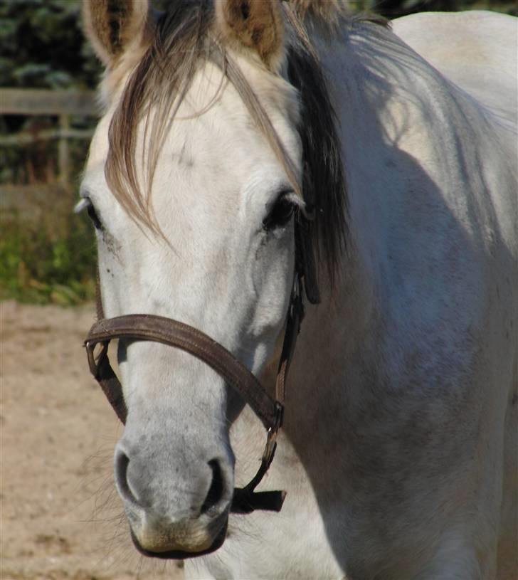 Shagya Araber (SH) Sharifa | Kaffa - Hej allesammen og velkommen til Sharifa´s profil :D billede 1