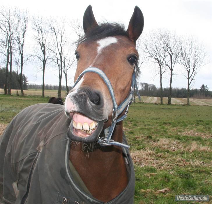 Welsh Pony (sec B) Bøgelygårds Martell - her fik du så en smilende velkomst til Martellers profil. Foto: Anne Grethe. billede 1