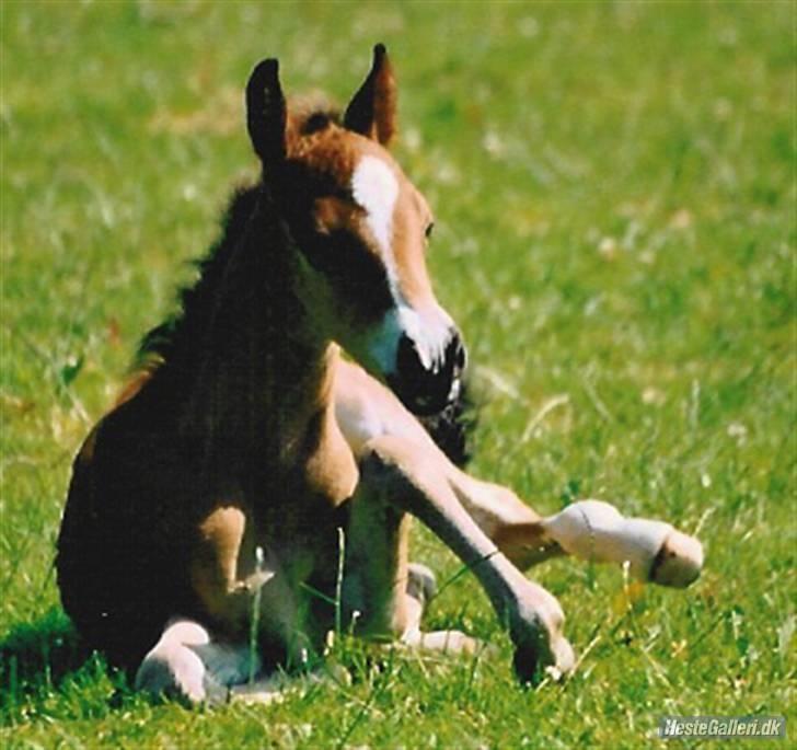 Welsh Pony (sec B) Bøgelygårds Martell - dejlige søde Martell som føl. Foto: Anne Grethe billede 2