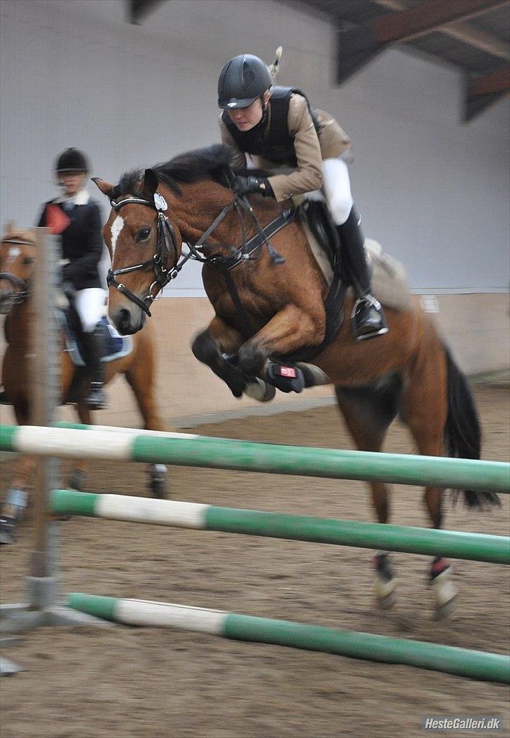 Welsh Pony (sec B) Bøgelygårds Martell - Opvarmning frederikshavn c-stævne, før LA** billede 3