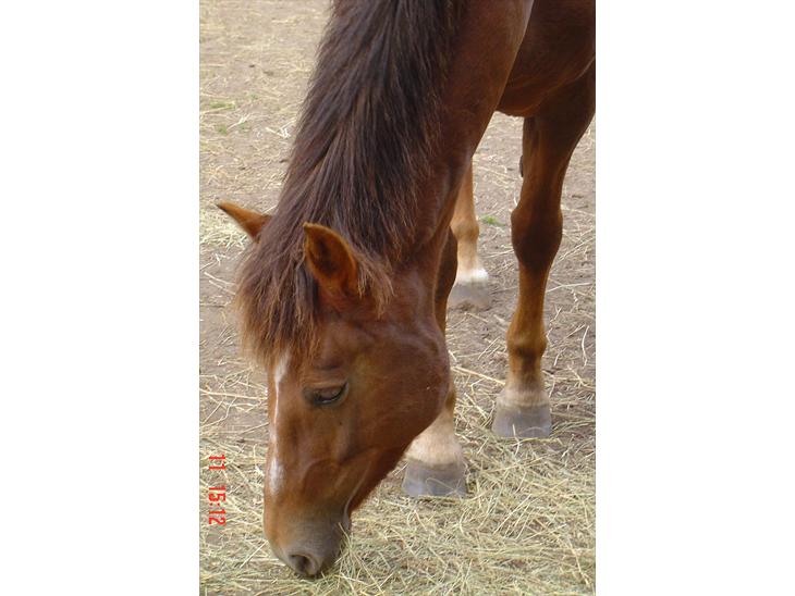 {{currentPhoto.altText}} billede {{currentPhoto.number}}