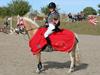 Welsh Pony af Cob-type (sec C) Åvangs Pepita [Tidl. hest]