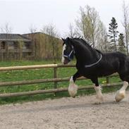 Shire Golchener Hof King Ralph