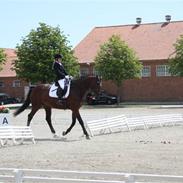 Dansk Varmblod Gefion