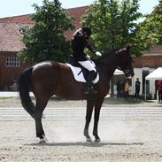 Dansk Varmblod Gefion