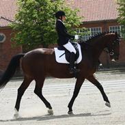 Dansk Varmblod Gefion