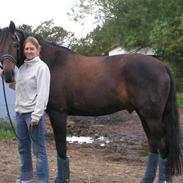 Dansk Varmblod  Amigo - solgt