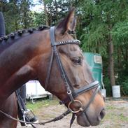 Dansk Varmblod  Amigo - solgt