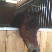 Welsh Partbred (Sec F) Bjarregårds Mai  