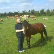 Anden særlig race turbo (tidligere pony)