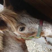 Anden særlig race Balu. <3(: