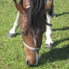 Anden særlig race Grafitti 