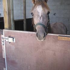 Anden særlig race O´malli (solgt)