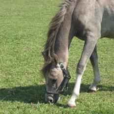 Anden særlig race O´malli (solgt)