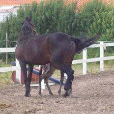 Anden særlig race cille give væk i 2008 mors