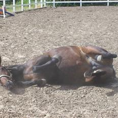 Anden særlig race cille give væk i 2008 mors