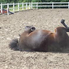 Anden særlig race cille give væk i 2008 mors