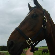 Dansk Varmblod Sachiko