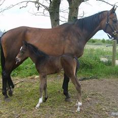 Dansk Varmblod Sachiko