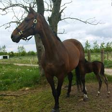 Dansk Varmblod Sachiko