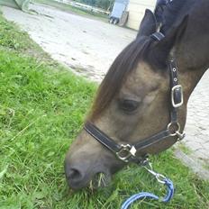 Anden særlig race - Joost :-)