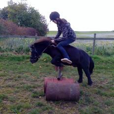 Shetlænder prins<33 R.I.P :'(