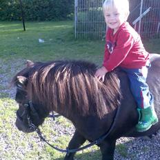 Shetlænder prins<33 R.I.P :'(