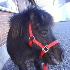 Shetlænder prins<33 R.I.P :'(