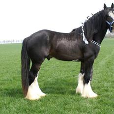 Shire Golchener Hof King Ralph